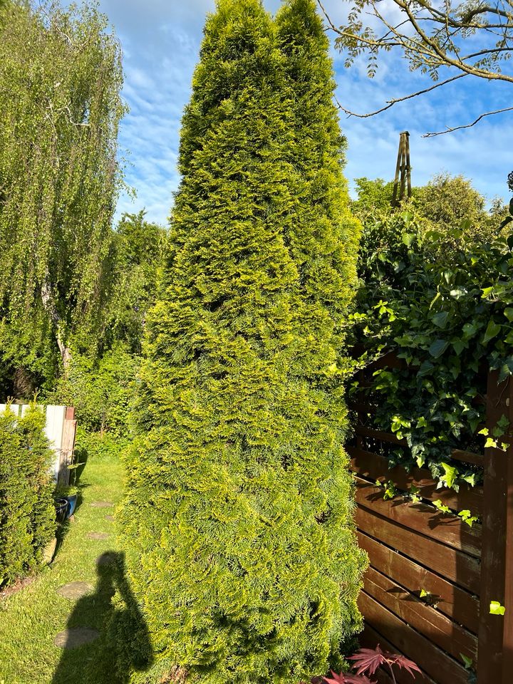 XXXL Smaragd Thuja Baum zum selbst ausgraben 3m-3,5m in Hamburg