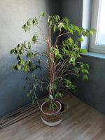 Zimmerpflanze Ficus Benjamin Rheinland-Pfalz - Bedesbach Vorschau