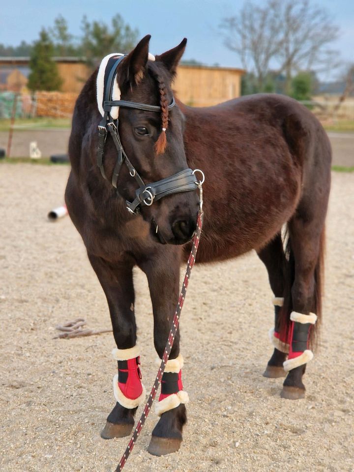 Reitunterricht auf dem Reitplatz und auch im Gelände in Weißkeißel