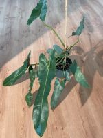 Philodendron atabapoense mit zwei Austrieben Rheinland-Pfalz - Guntersblum Vorschau