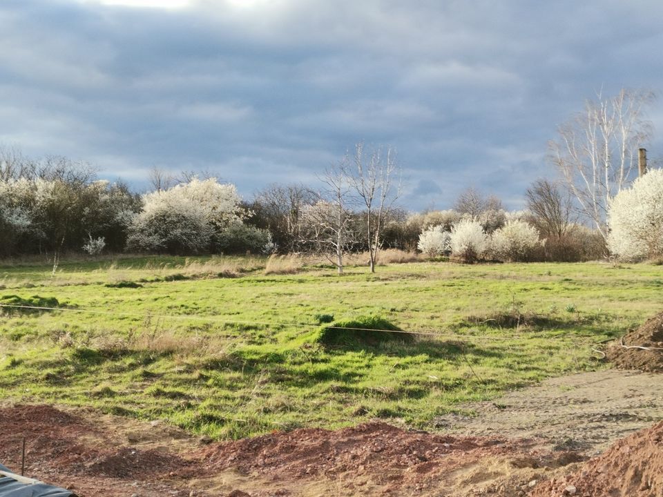 Bauland/Baugrundstück/Grundstück in ruhiger Lage in Alsleben in Alsleben (Saale)