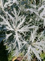 Weisser Beifuß Gemüse, Heilkraut oder für Blumensträuße Brandenburg - Altlandsberg Vorschau