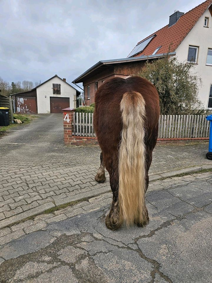 Comtois Pferd zum Verkauf 2 Jahre und 7 Monaten in Wunstorf