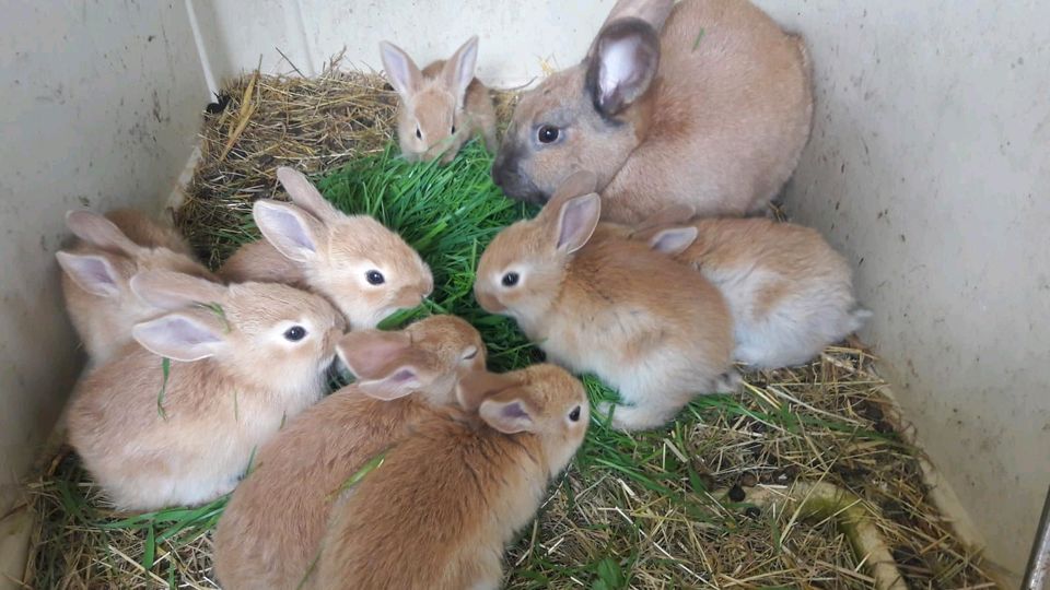 Hasen, Kaninchen in Friedland