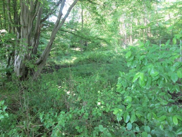 kleine Waldfläche westlich der B 74 in Osterholz-Scharmbeck