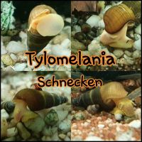 Tylomelania sp Albino/Apricot Schnecken , Aquarium Thüringen - Gräfenroda Vorschau