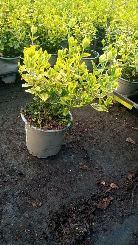 Bodendecker Euonymus fortunei Emerald Gold 15-20 cm 10 Stück in Twistringen