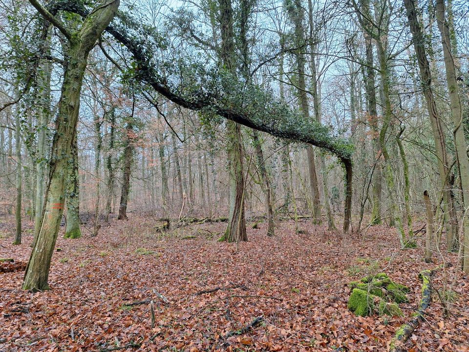 Waldgrundstück gesucht in Alzey