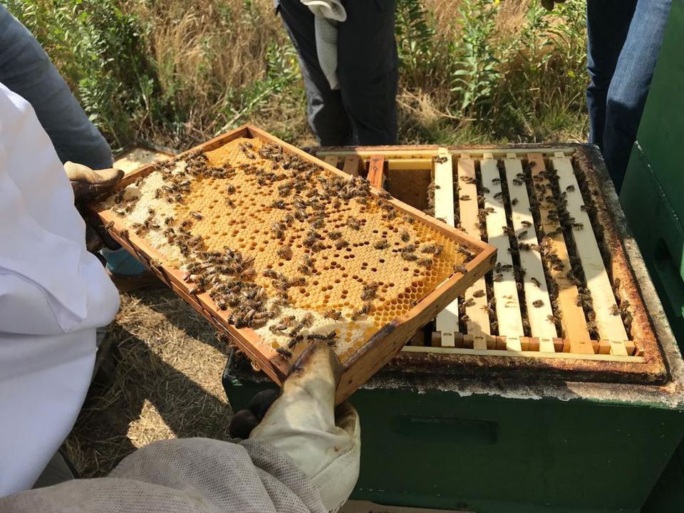 Bienenvolk - Kunstschwarm - Bienen Ableger 2024 Carnica in Radebeul