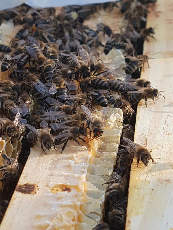 Biene/Bienenvolk in Unterschleißheim
