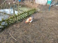 Bielefelder kennhuhn Hahn Zucht Eier Niedersachsen - Osnabrück Vorschau