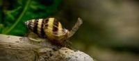 raubturmdeckelschnecke (Anentome helena) Pankow - Weissensee Vorschau