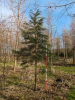 3x Bergmammutbaum/Mammutbaum Sequoiadendron giganteum Mecklenburg-Vorpommern - Sundhagen Neuhof Vorschau