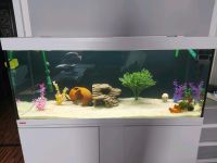 Aquarium 250L Duisburg - Meiderich/Beeck Vorschau