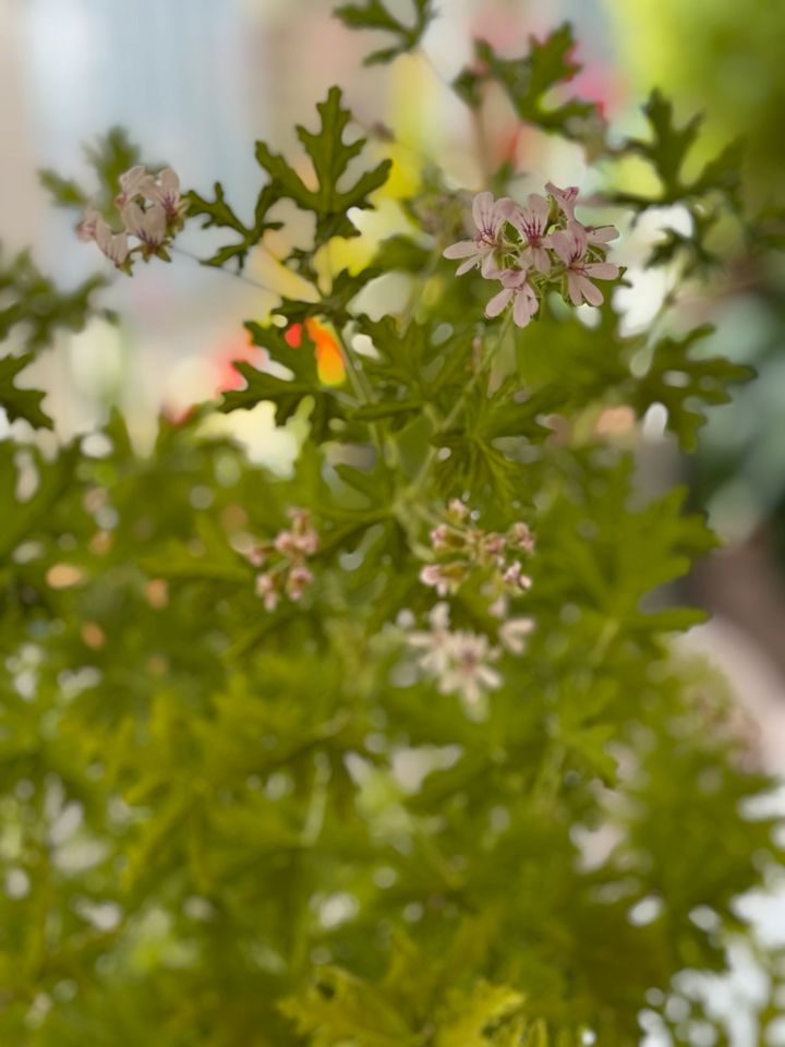 Blume Pflanze Citronella Zitronengras Geranie 2 Stück in Alfeld (Leine)