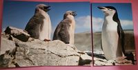 Bild Leinwand Pinguin mit süßen Küken Leinwandbild als 3 Teiler Leipzig - Großzschocher Vorschau