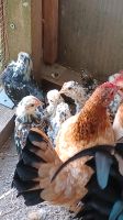 Zum Auszug  bereit kleine seramas  die kleinsten  Hühner  der Wel Ludwigslust - Landkreis - Pampow Vorschau