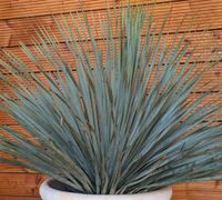 BLAUBLÄTTRIGE PALMLILIE, YUCCA ROSTRATA,XL 100cm Rheinland-Pfalz - Lingenfeld Vorschau