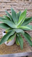 Agave attenuata Baden-Württemberg - Oberderdingen Vorschau