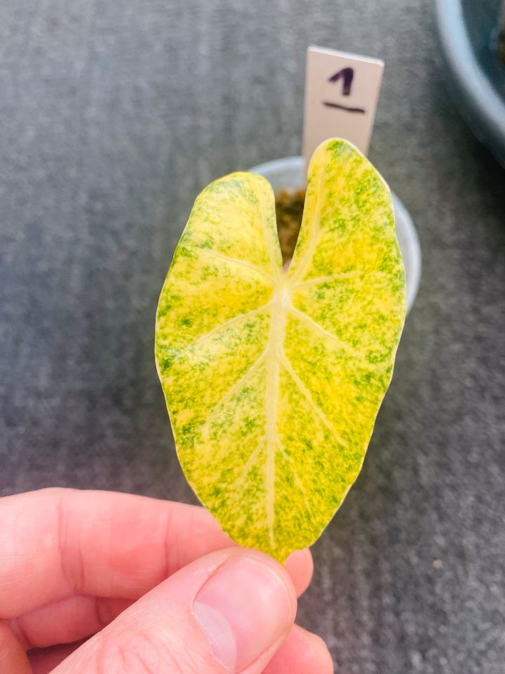 Alocasia New Guinea Gold yellow variegata aurea in Berlin