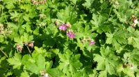 Storchschnabel - Geranium wüchsig, gesunde Pflanzen (winterhart) Bayern - Priesendorf Vorschau