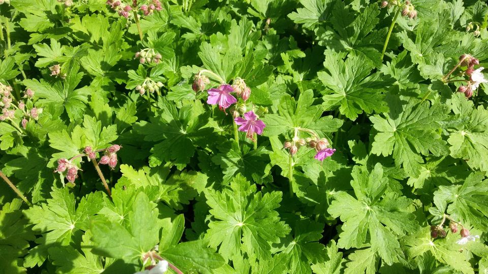 Storchschnabel - Geranium wüchsig, gesunde Pflanzen (winterhart) in Priesendorf