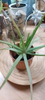 Aloe Vera Heilpflanze Berlin - Reinickendorf Vorschau