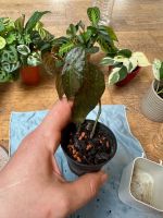 Begonia Malachosticta etablierte Jungpflanze Schleswig-Holstein - Bordesholm Vorschau