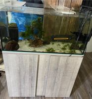 112 L Aquarium 80x35x40 mit Eheim Unterschrank Hessen - Geisenheim Vorschau