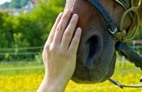 Osteopathie, manuelle Therapie, Physiotherapie für Pferde Bayern - Geiselhöring Vorschau