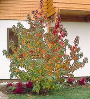 Amberbaum Strauch Liquidambar styraciflua 150-175cm Nordrhein-Westfalen - Simmerath Vorschau