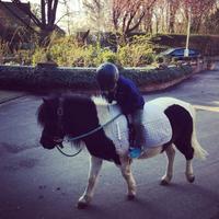 Pony zum Führen Nordrhein-Westfalen - Zülpich Vorschau