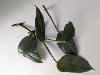 Philodendron hastatum Silver Sword / Steckling  Ableger Niedersachsen - Wildeshausen Vorschau