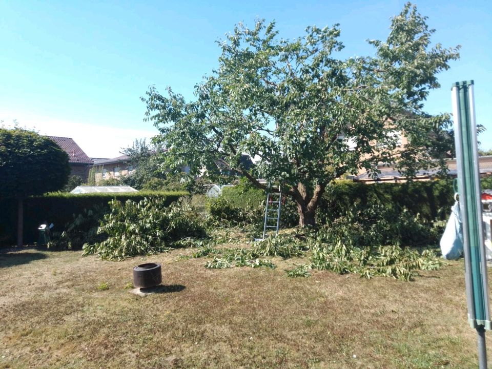 Baumfällung Baumpflege Hecken schneiden  Obstbaumpflege in Steinheim