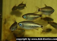 Moenkhausia cosmops "Blue Eye Red Lip Kogal Tetra" Bayern - Raubling Vorschau