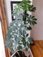 Schefflera/Strahlenaralie gegen Blumenerde Berlin - Steglitz Vorschau