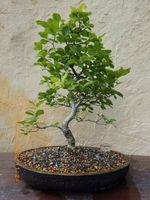 Bonsai altes jap. Pfaffenhütchen 55 cm Höhe Alter ca. 21 Jahre Bayern - Baunach Vorschau