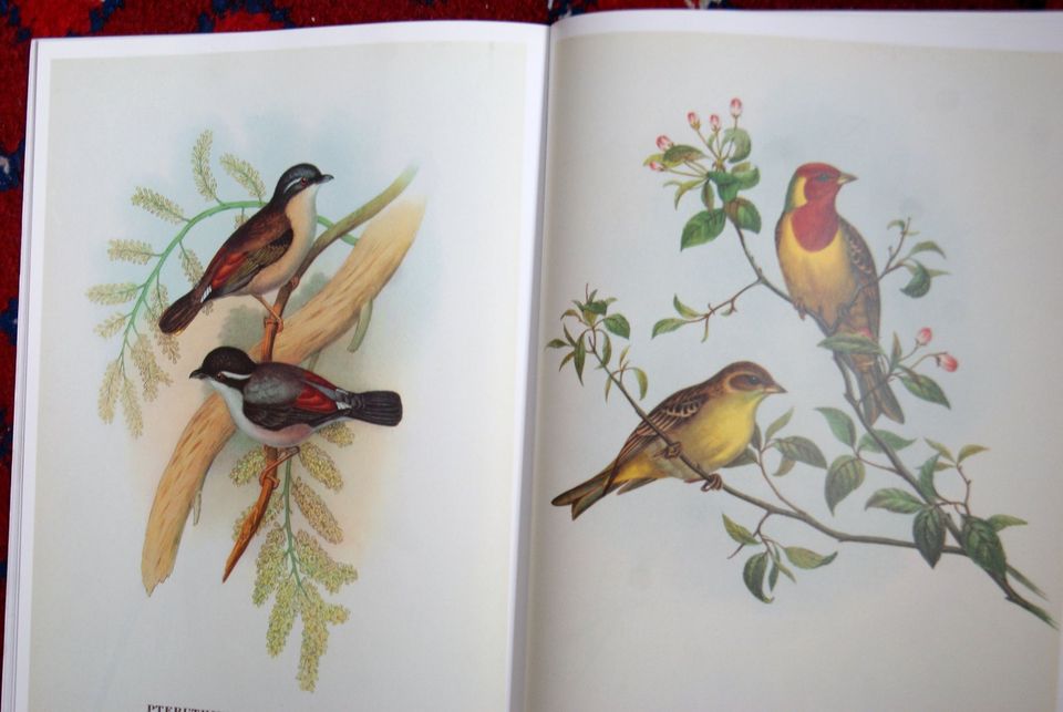 Exotische Vögel - John Gould - Zeichnungen - Gemälde-Kunstdrucke in Zwiesel