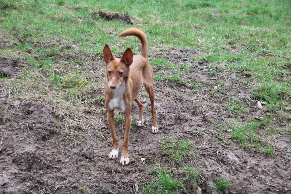 Stanley süßer Podenco in Neunkirchen