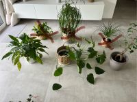 6 schöne Pflanzen , Elefantenfuß, Ginseng, Monstera etc. Nordrhein-Westfalen - Gelsenkirchen Vorschau