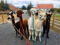 Alpakas zu Besuch im Seniorenheim Sachsen-Anhalt - Wernigerode Vorschau