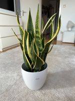 XXL Sansevieria, Bogenhanf, 62 cm Baden-Württemberg - Backnang Vorschau