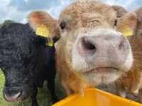 Galloway Bullen Deckbullen Rinder Nordrhein-Westfalen - Barntrup Vorschau