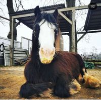 Tinker Pferd sucht Reiter  Pflege- und Reitbeteiligung Bad Doberan - Landkreis - Elmenhorst/Lichtenhagen Vorschau