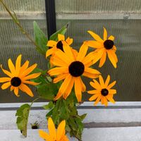 Sonnenhut 'Goldsturm' Rudbeckia fulgida Staude Bienen Hummeln Schleswig-Holstein - Wrist Vorschau