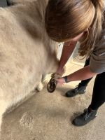 Physiotherapie Hund & Pferd, Akupunktur, Lasertherapie, uvm. Niedersachsen - Diepholz Vorschau