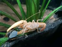 Cherax Aprico Köln - Merkenich Vorschau