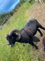 Quessant Bock Rheinland-Pfalz - Vallendar Vorschau