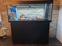 Aquarium 240l Nordrhein-Westfalen - Sankt Augustin Vorschau