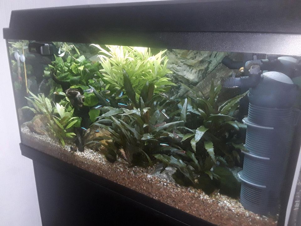 Aquarium Juwel 120 Liter mit 3D Rückwand in Witten